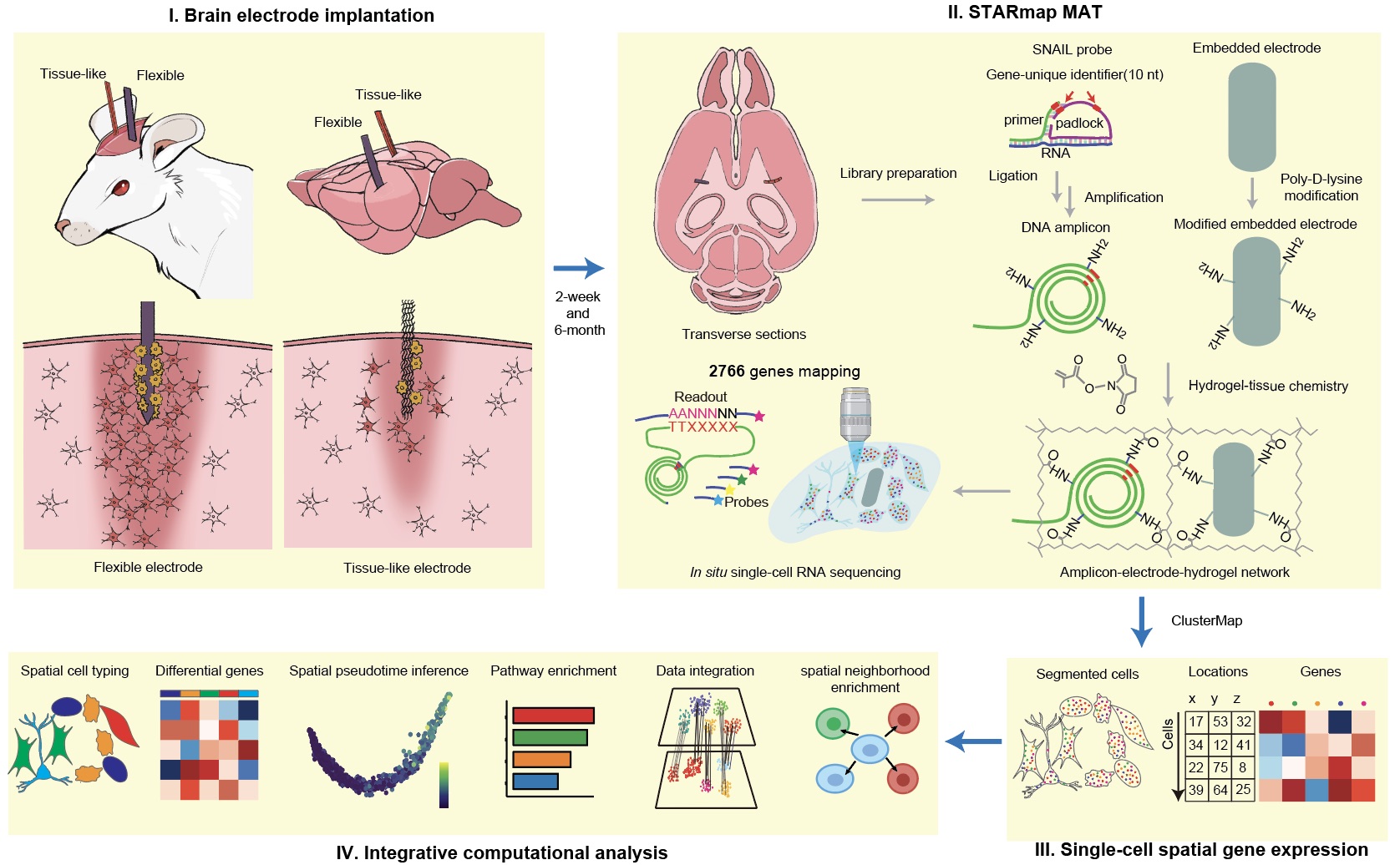 Single-cell transcriptional charting at the brain–electrode interface